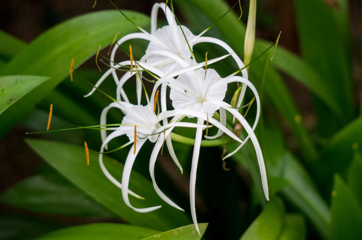 White spider lily flower