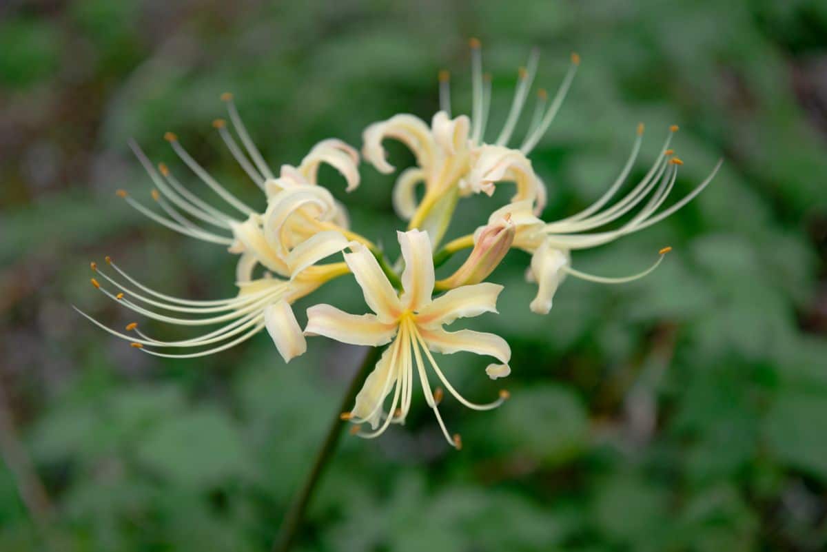 A white spider lily with yellow highlights
