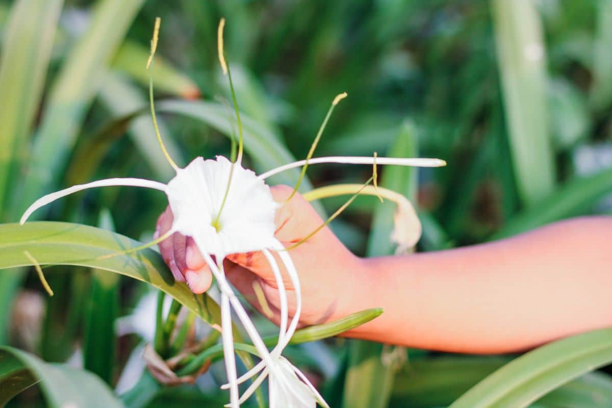 A woman reaching for a white spider lily