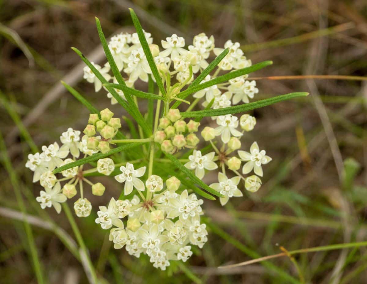 White milkweed flowers