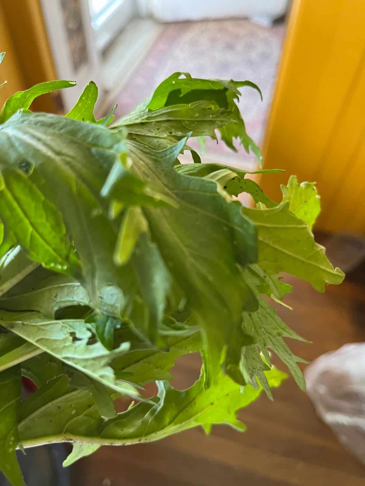 Wilted lettuce that needs crisping