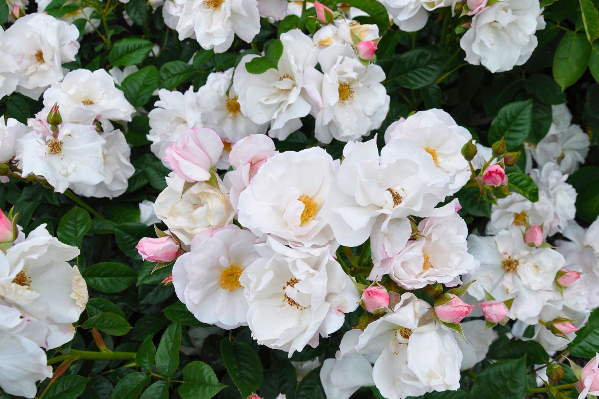 An antique rose bush in full bloom