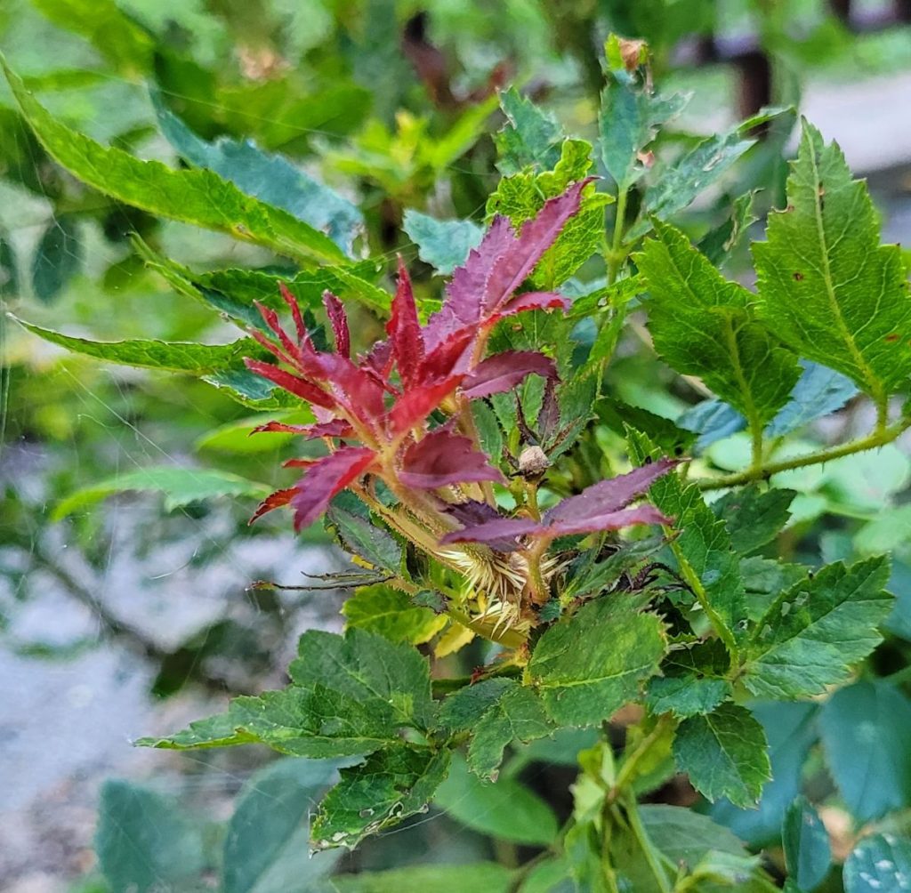 Distorted Rose 8 Signs Your Rose Has Rose Rosette Disease + What To Do About It ...