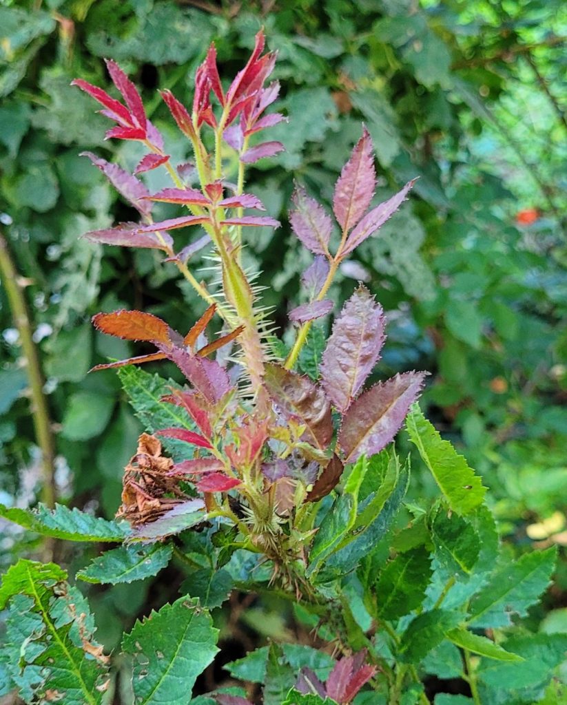 8 Signs Your Rose Has Rose Rosette Disease + What To Do About It ...