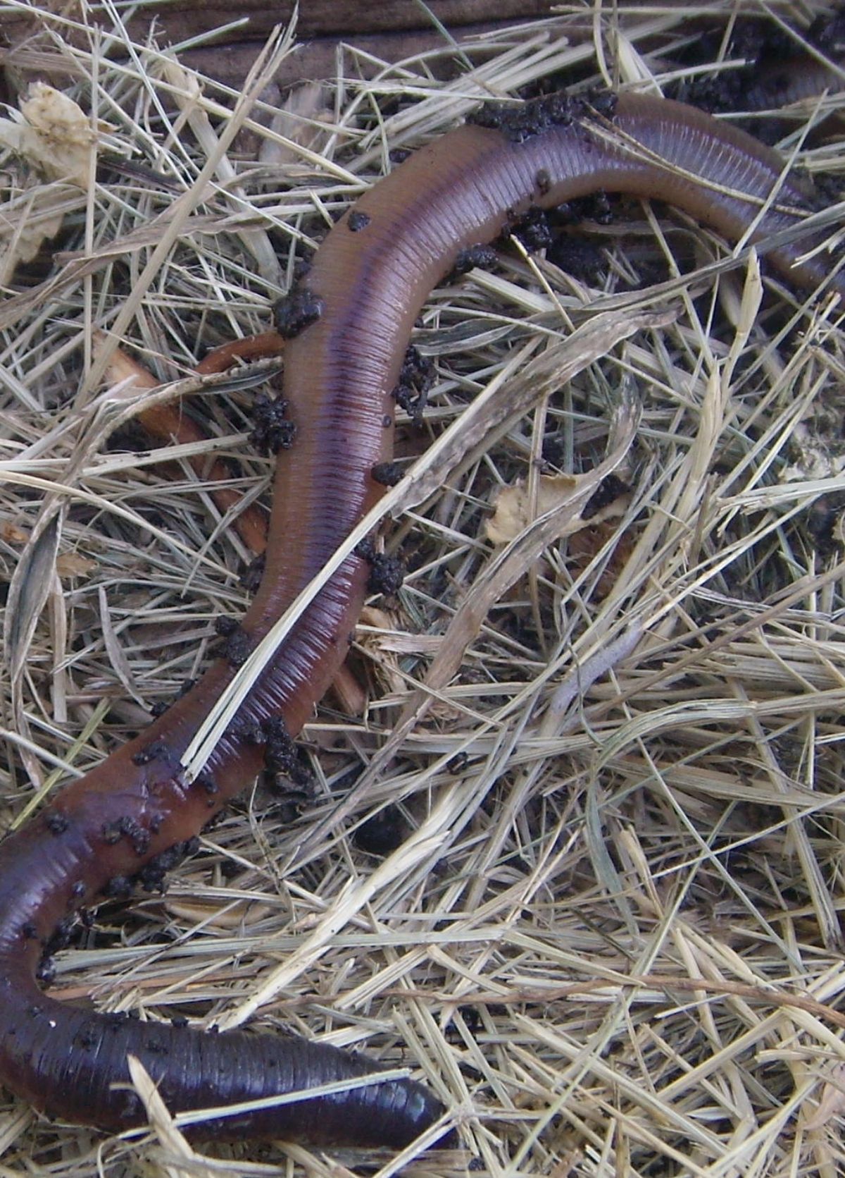 Worms working in soil