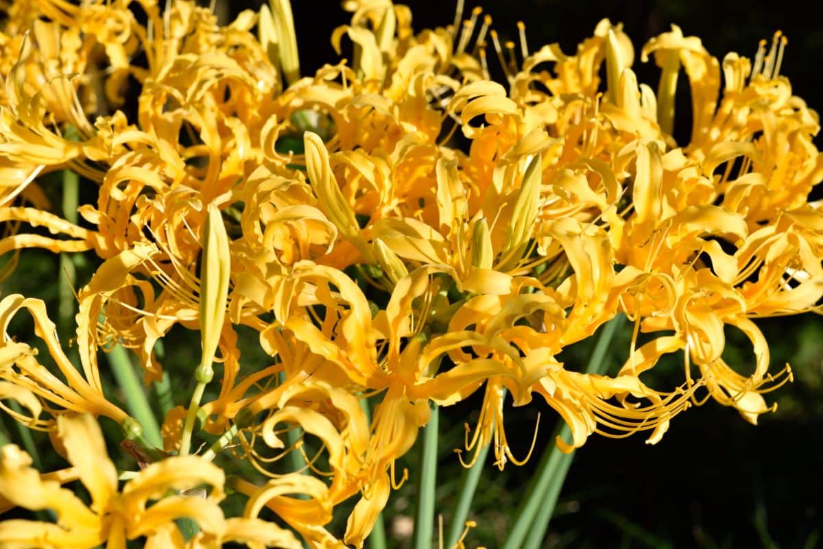 Yellow blooming spider lilies