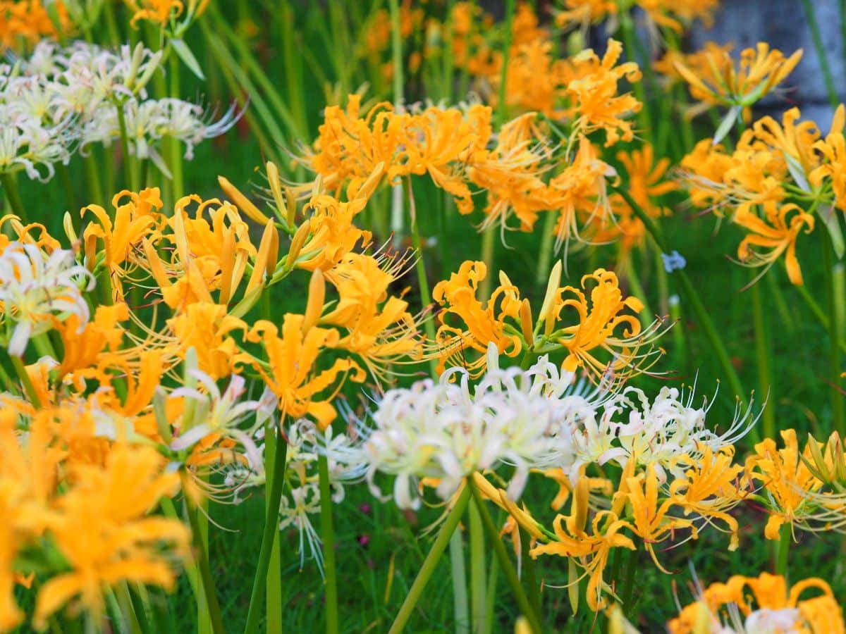 White and yellow spider lilies