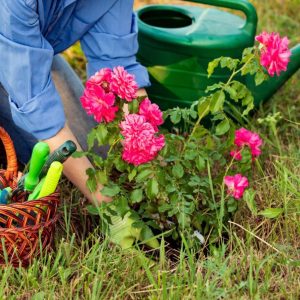 A woman gardener planting a sapling of red rose.