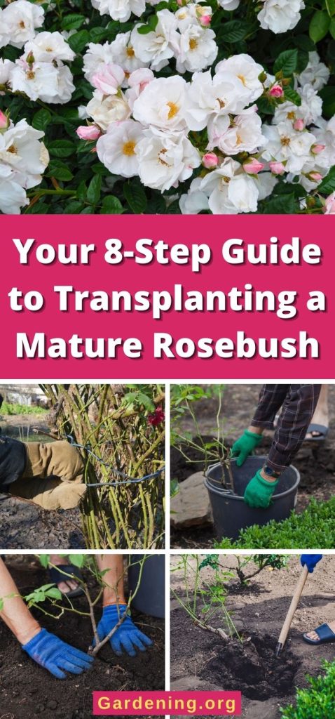 Your 8-Step Guide to Transplanting a Mature Rosebush pinterest image.