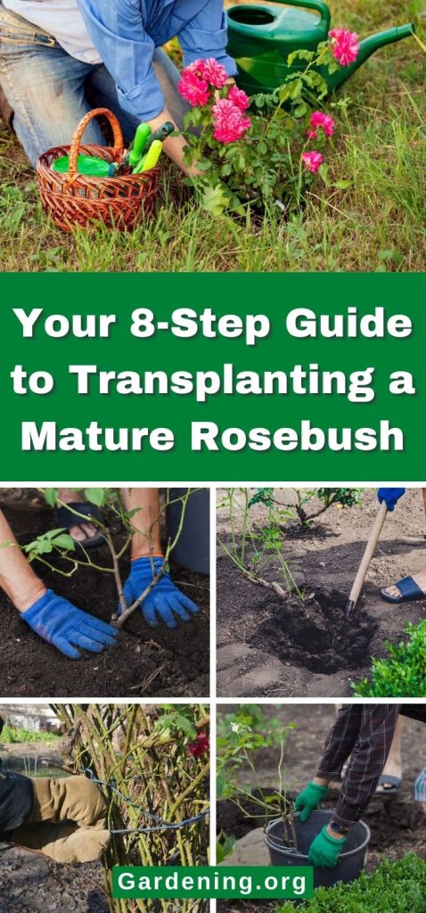 Your 8-Step Guide to Transplanting a Mature Rosebush pinterest image.