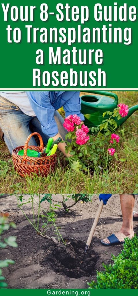 Your 8-Step Guide to Transplanting a Mature Rosebush pinterest image.