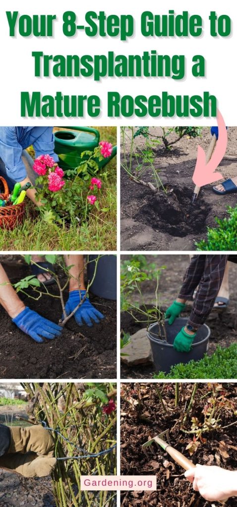 Your 8-Step Guide to Transplanting a Mature Rosebush pinterest image.