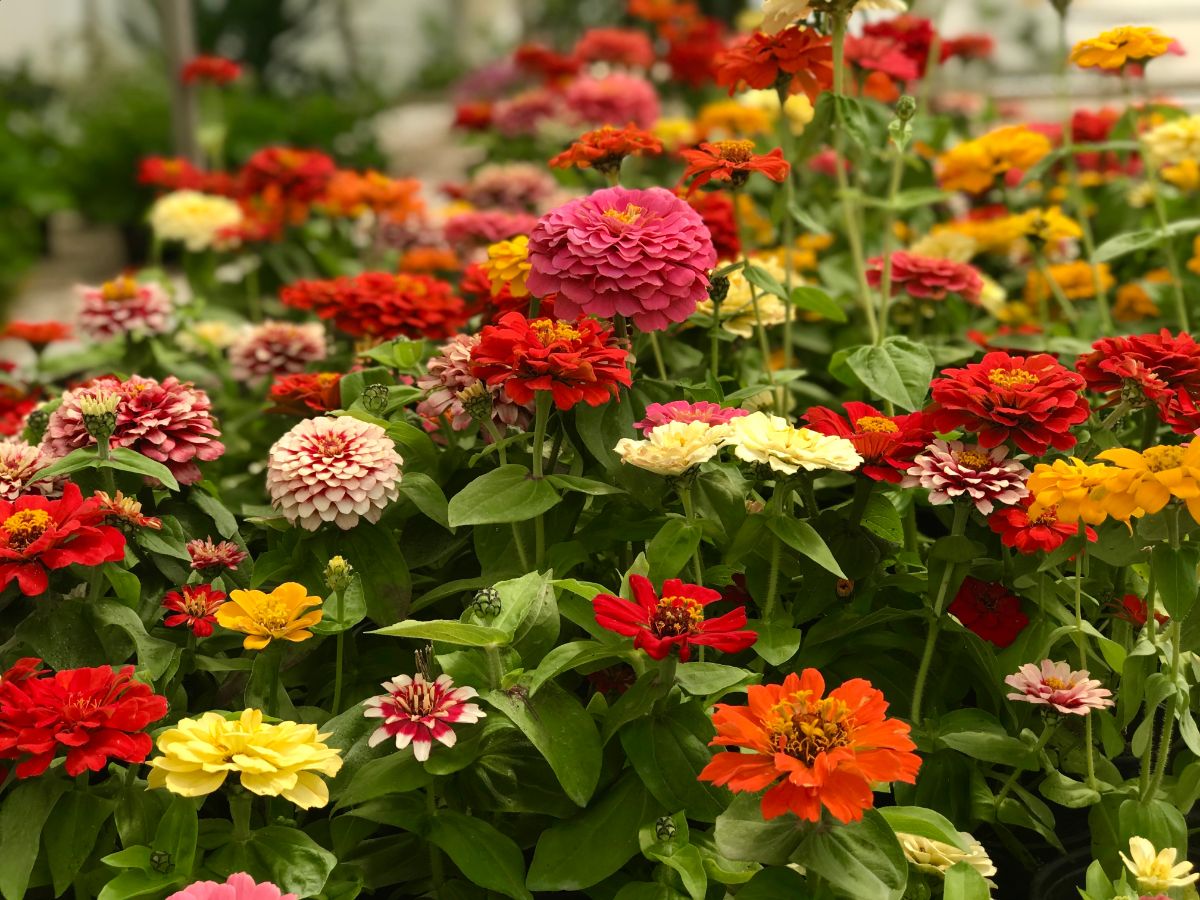 A planting of a variety of zinnias