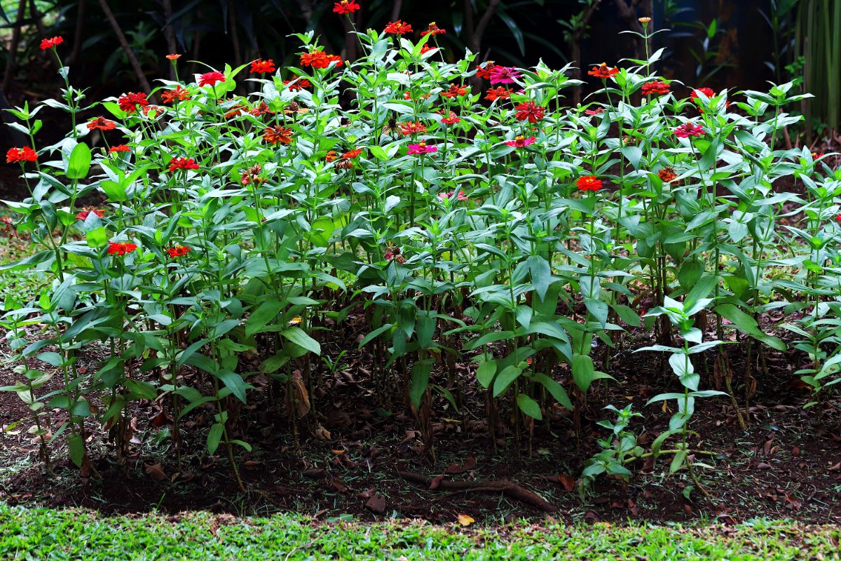 Zinnias in a flower bed