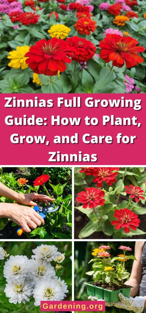 Zinnias Full Growing Guide: How to Plant, Grow, and Care for Zinnias pinterest image.