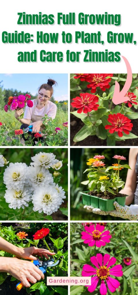 Zinnias Full Growing Guide: How to Plant, Grow, and Care for Zinnias pinterest image.