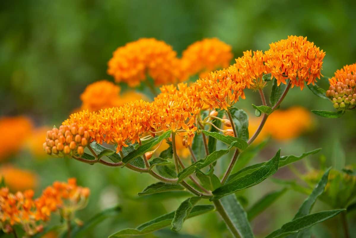 Orange Butterfly weed