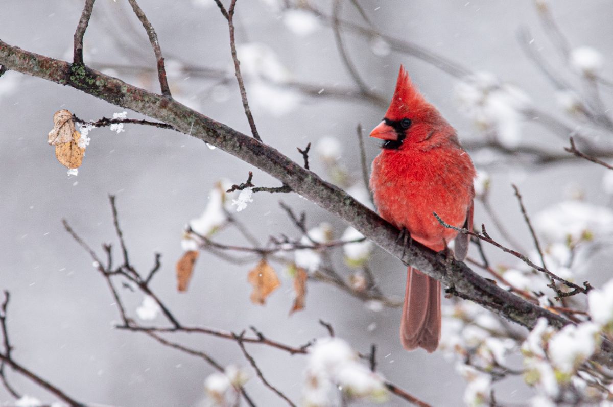 Bright red cardinal on a snowy branch