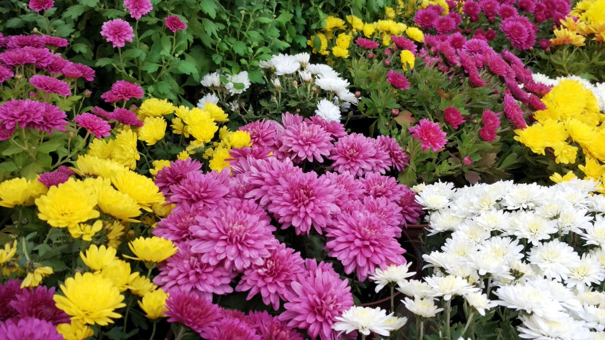 Colorful mums and asters planted in October