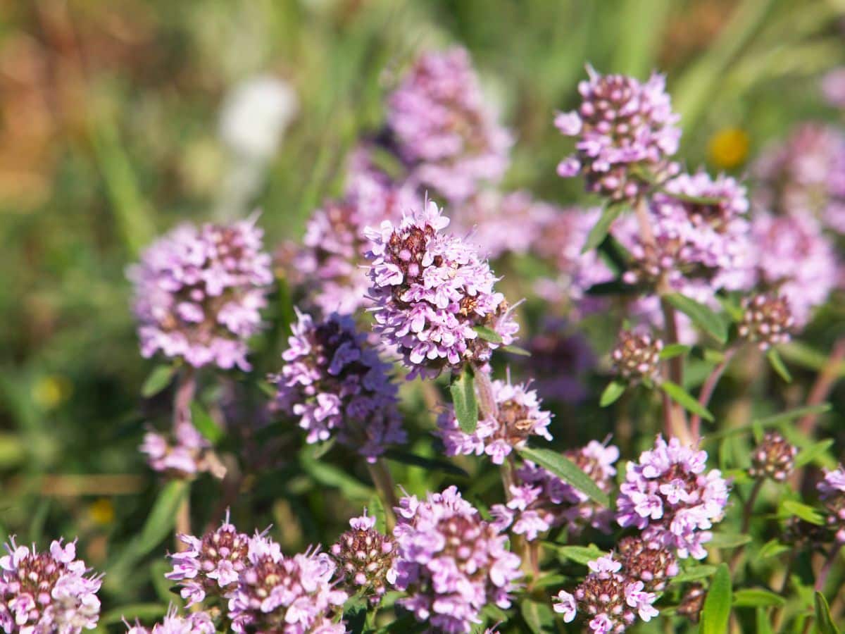 Purple flowering common thyme