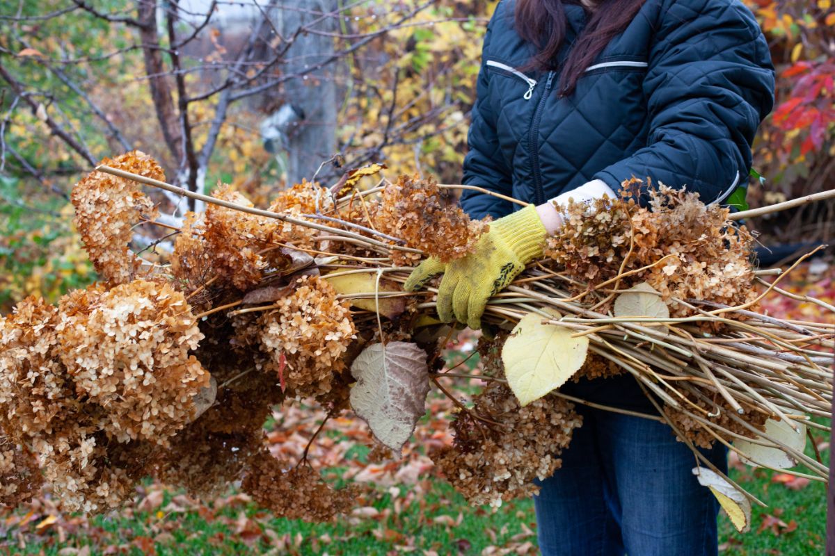 A gardener with an armload of hydrangea prungings