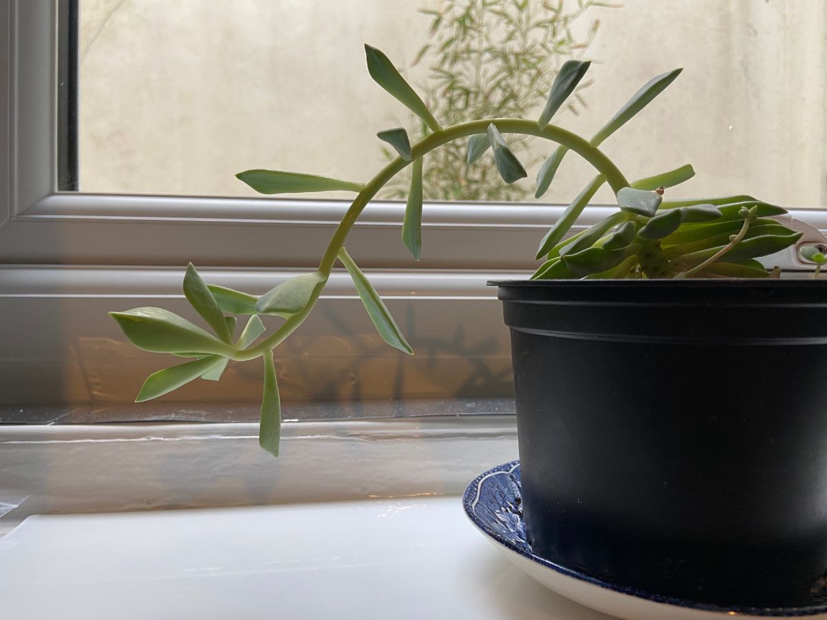 A houseplant leaning over the edge of a pot