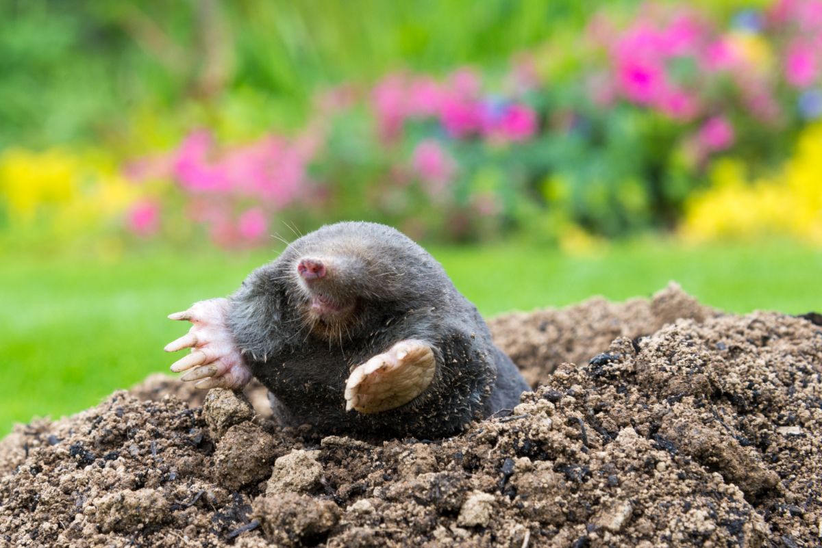 A mole digging up from the ground