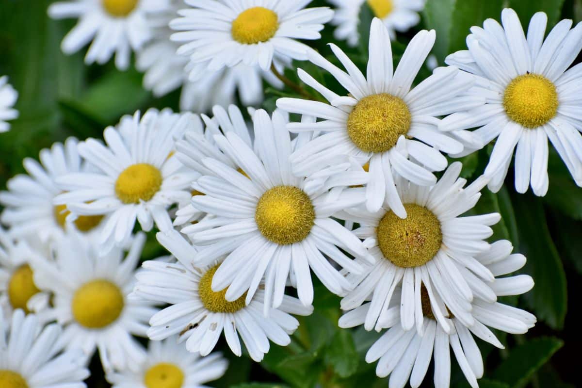 A Montauk daisy flower