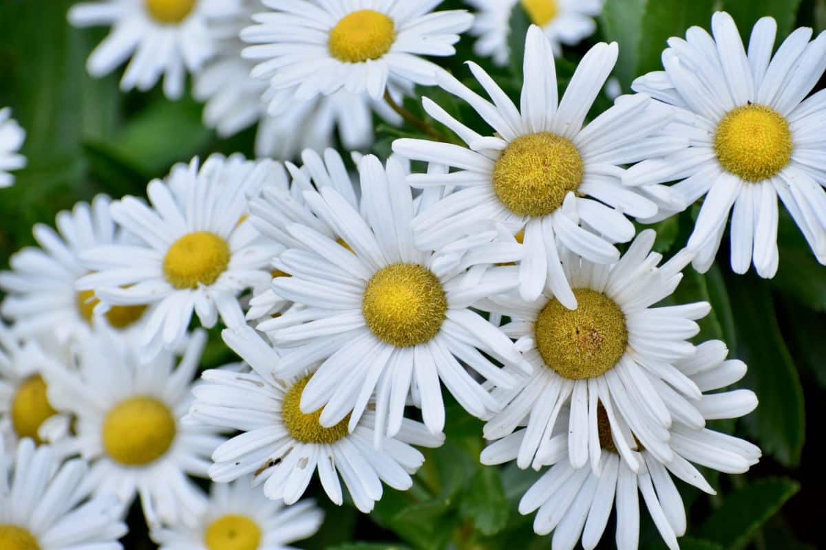 A Guide to Montauk Daisies (Nippon Daisies) - Dengarden