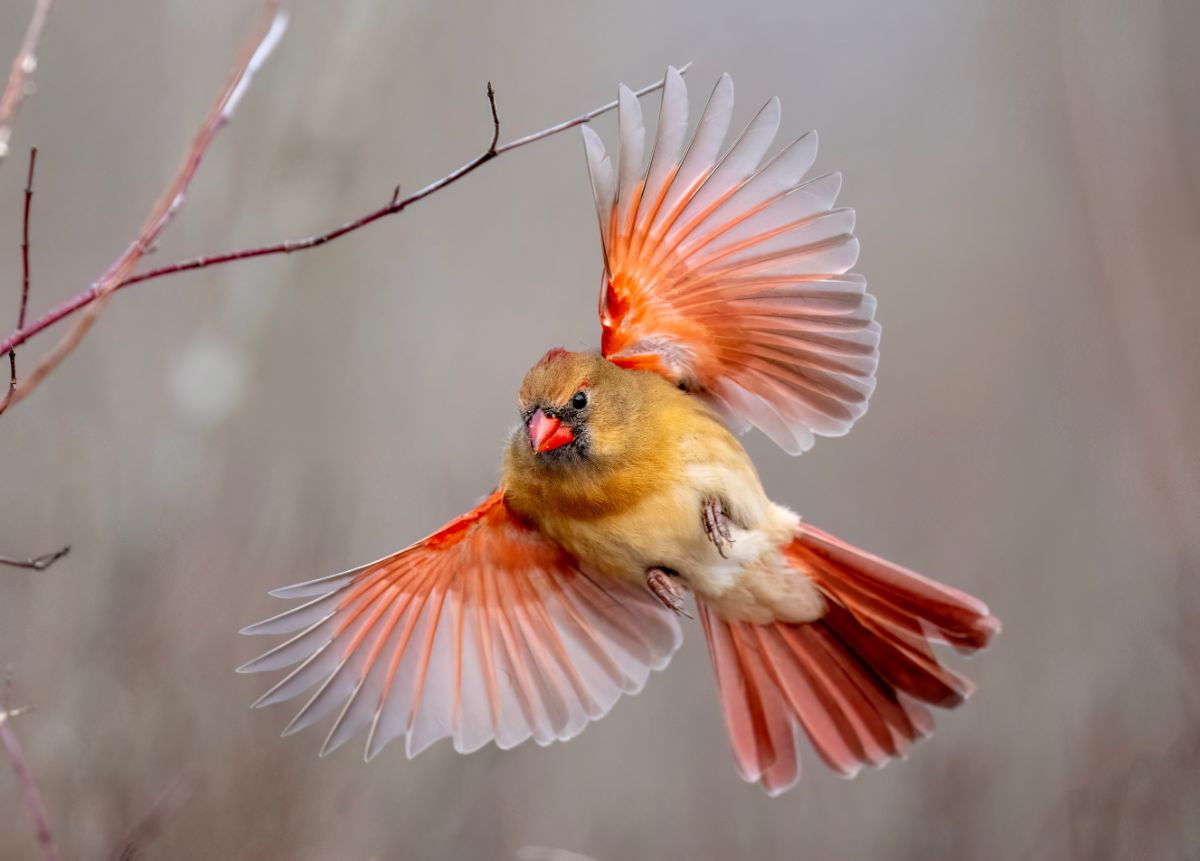 A female cardinal flying