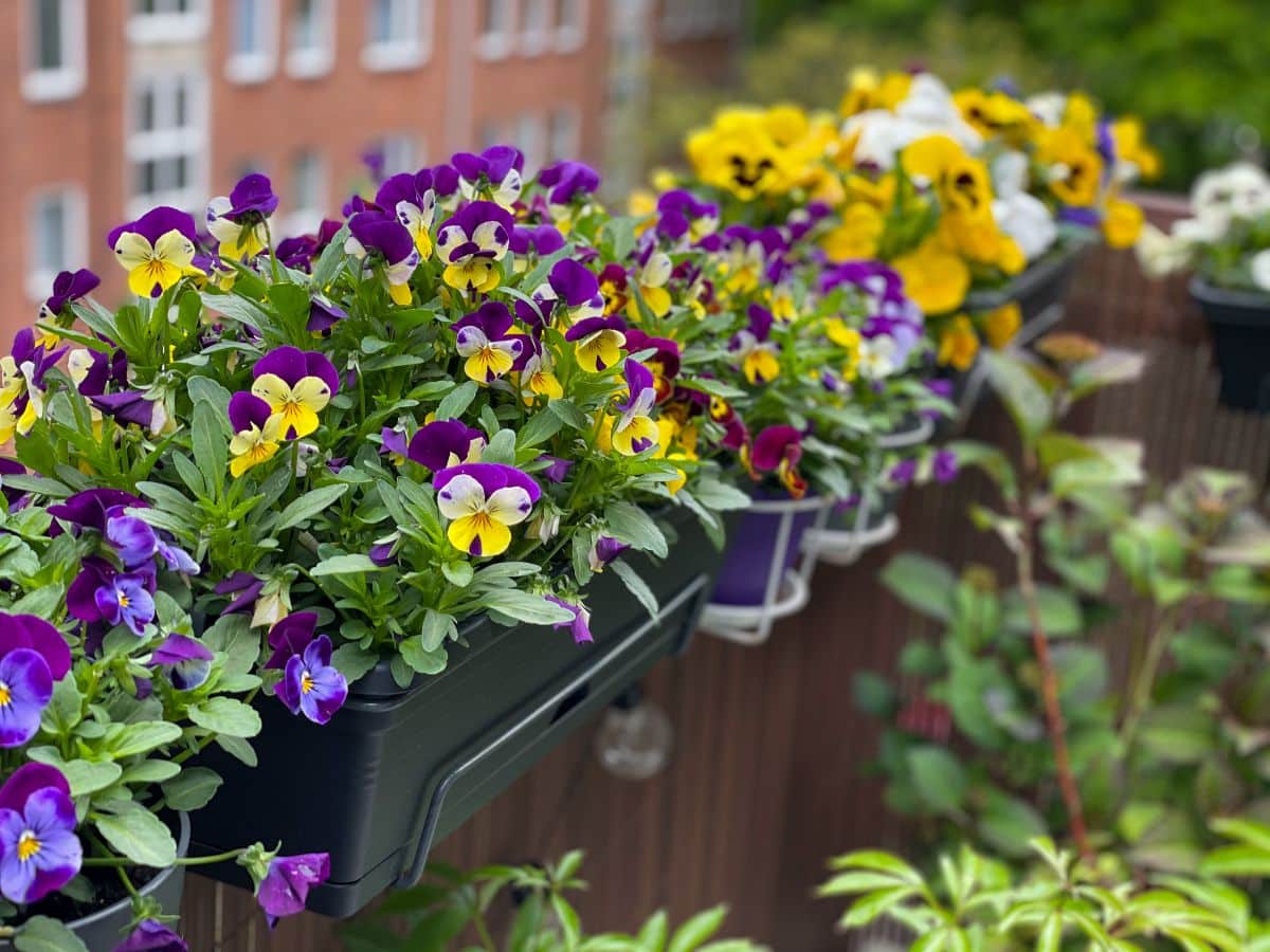 Pansies and violas in planter boxes