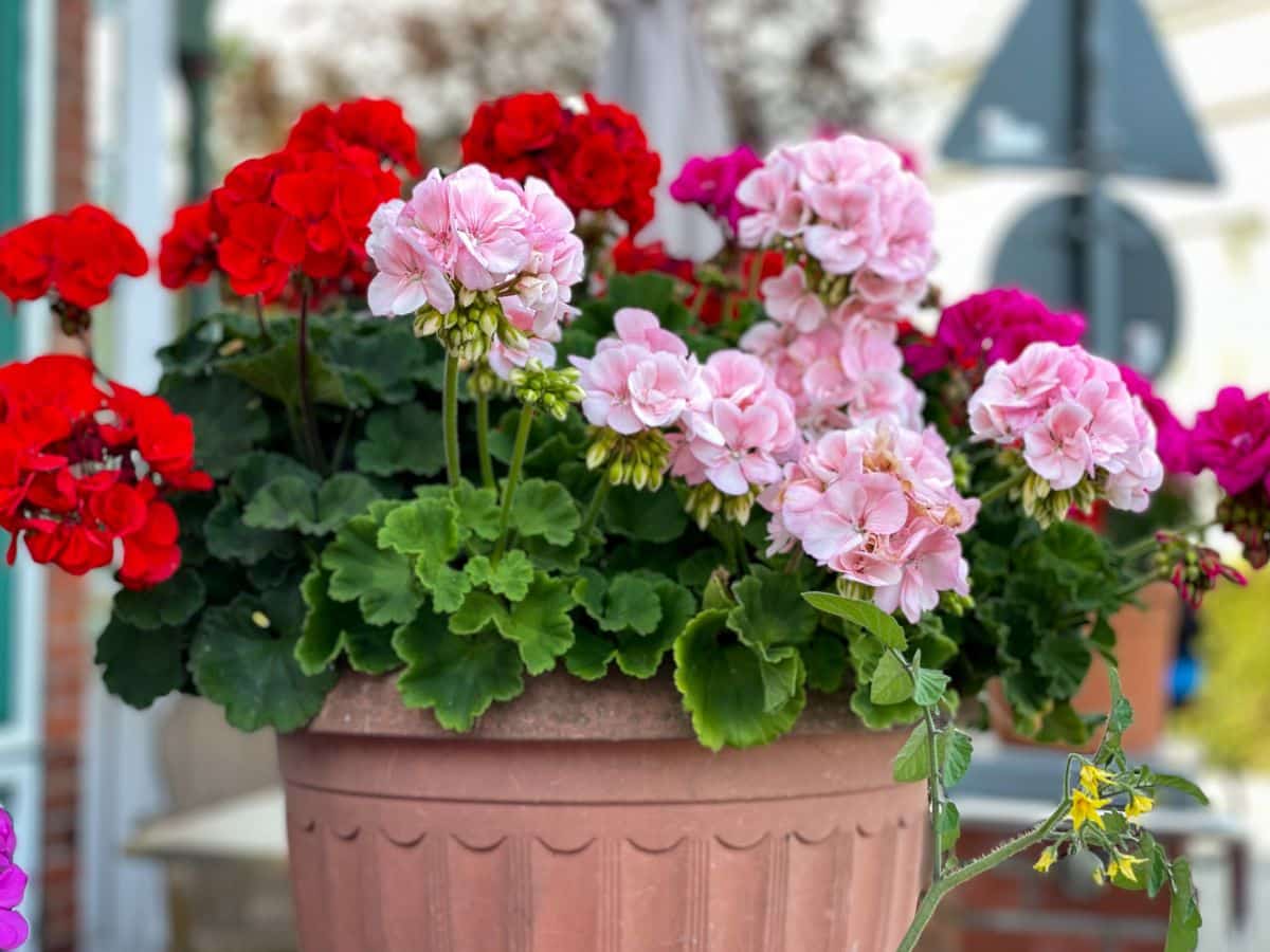 Potted annual geraniums