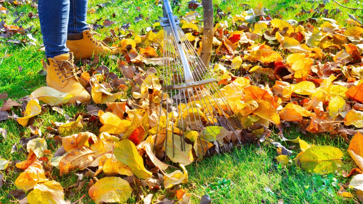 Raking leaves on a lawn