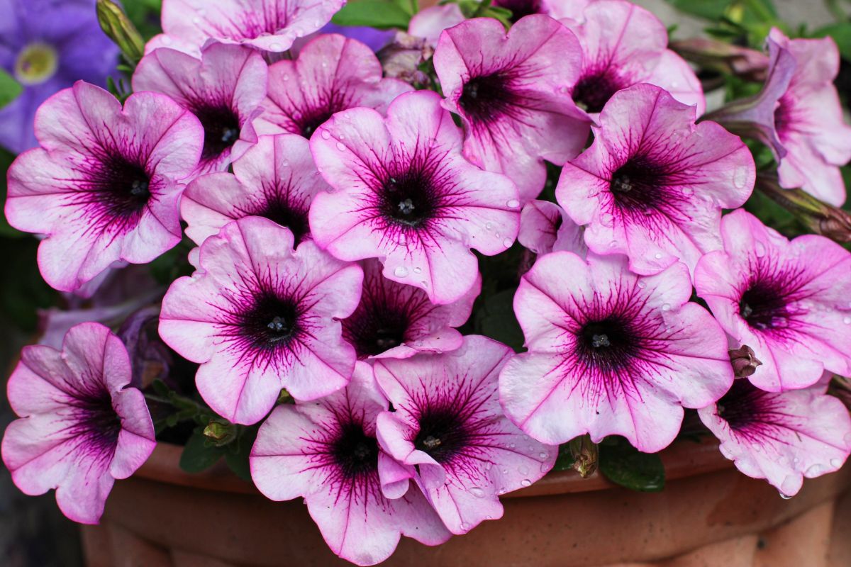 Light purple wave petunias in a container