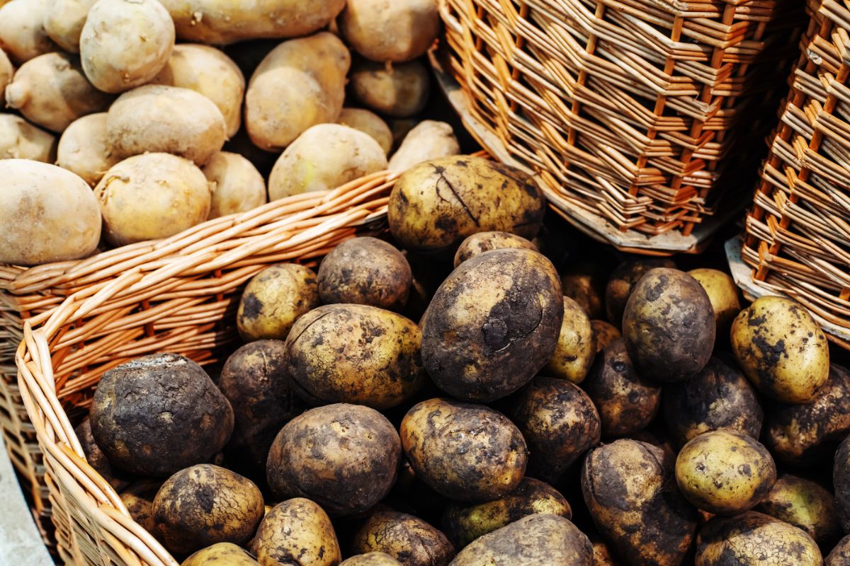 Potatoes to be stored in a root cellar