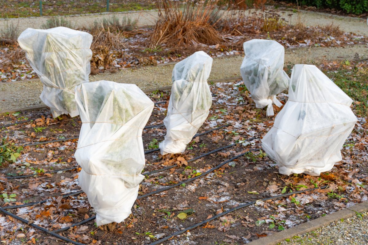 Hydrangeas wrapped for the winter