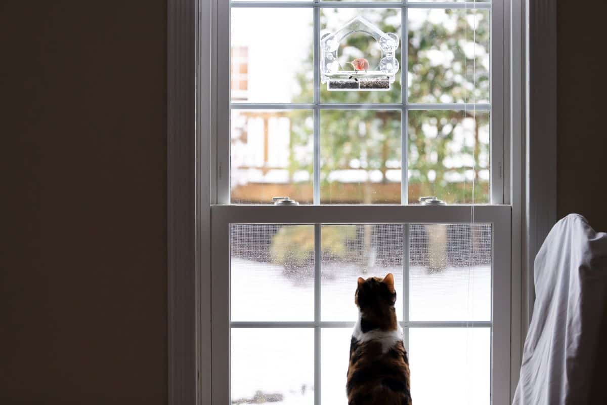 A cat looking out a window