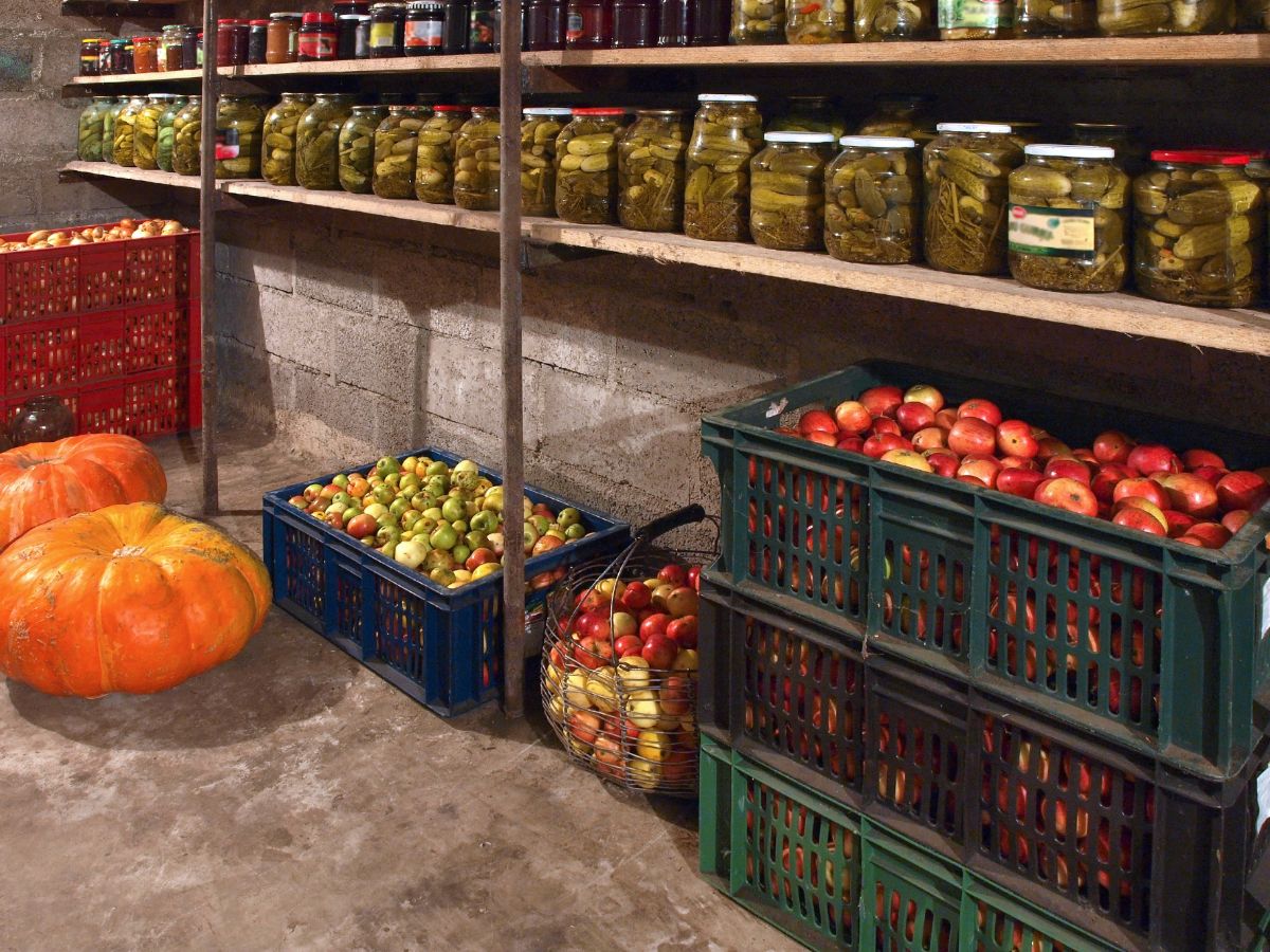 A well organized root cellar