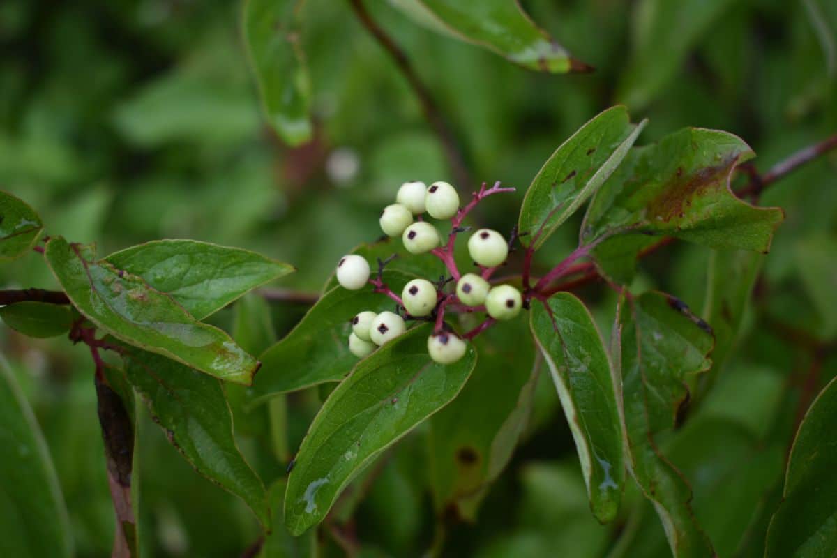 Gray dogwood with berries