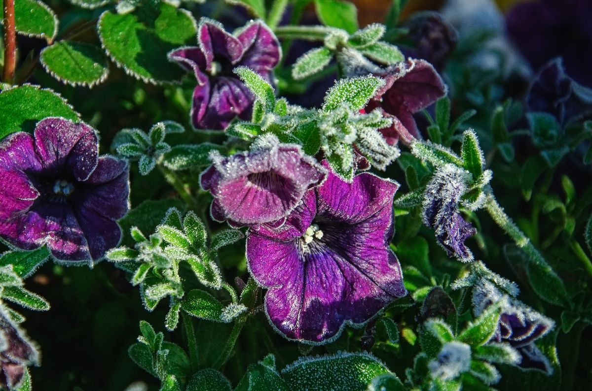 Frost on a wave petunia
