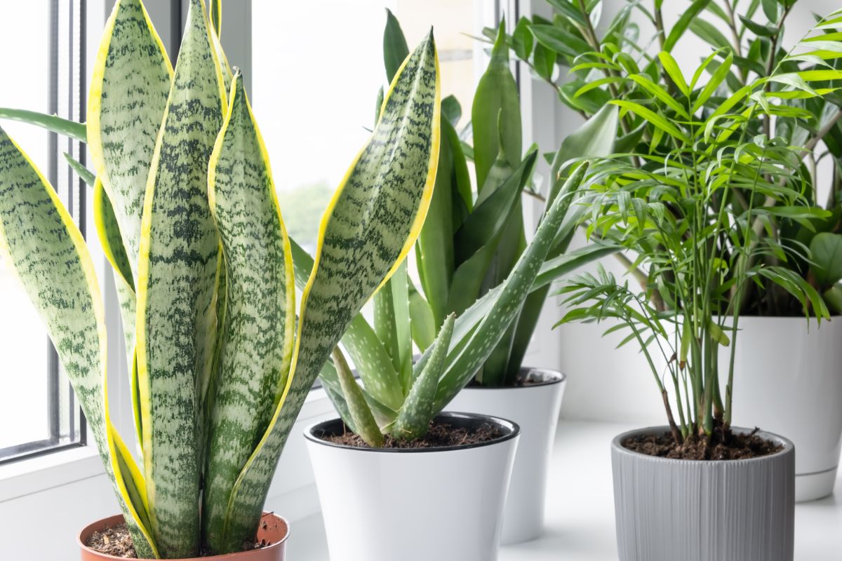 Well maintained houseplants