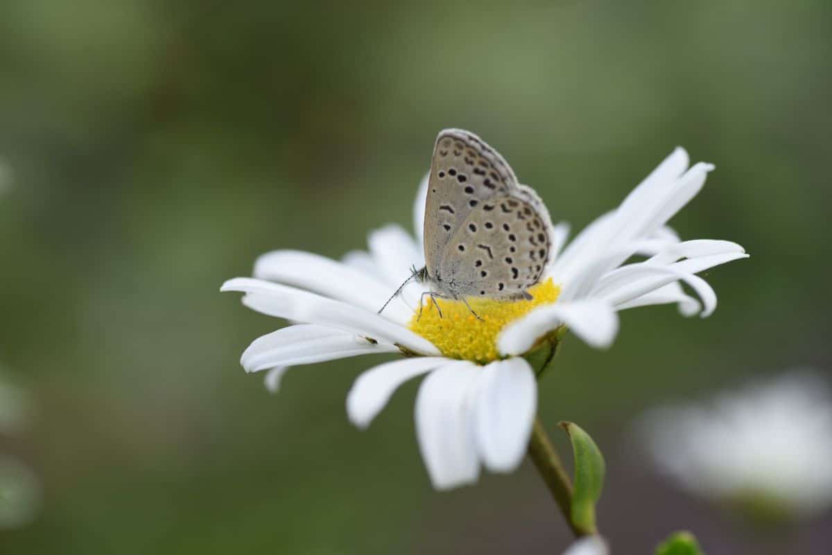 A butterfly in a daisy