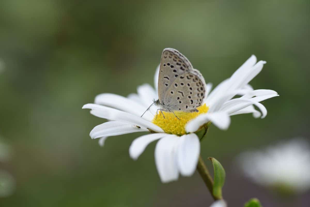 A Guide to Montauk Daisies (Nippon Daisies) - Dengarden