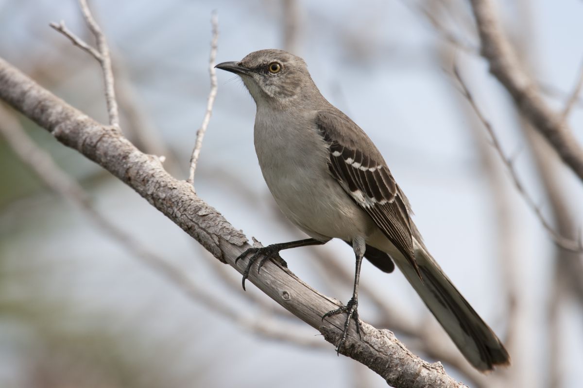 A mockingbird on a branch