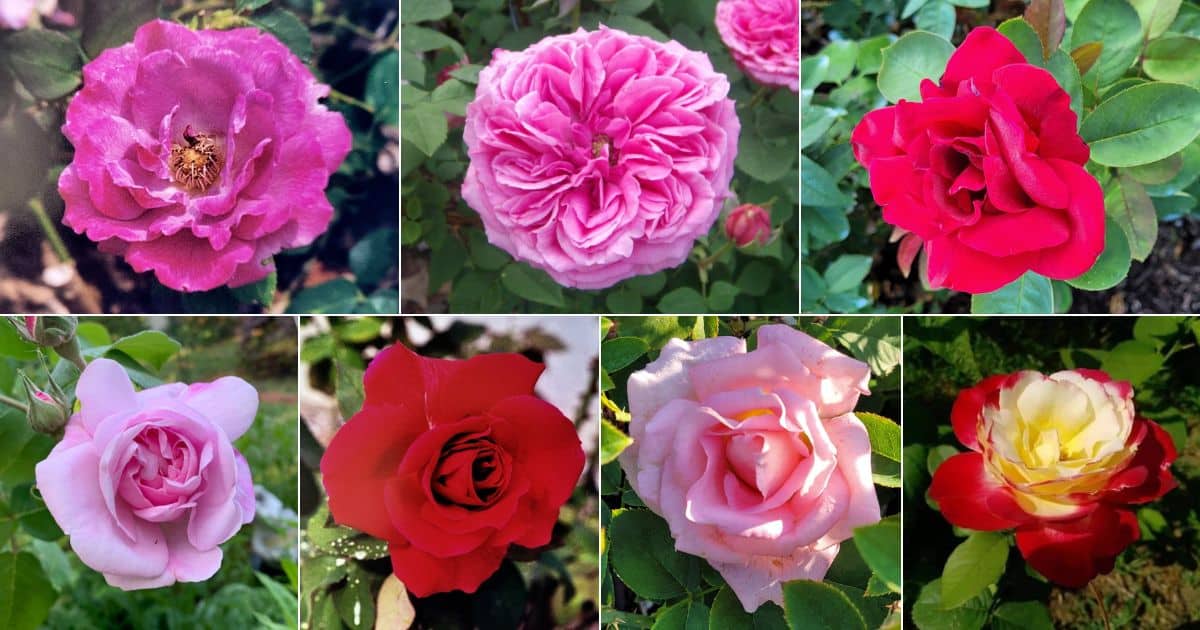 Collage of top 10 fragrant roses