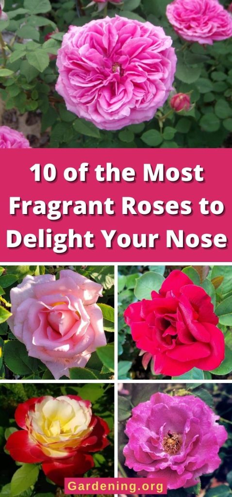 10 of the Most Fragrant Roses to Delight Your Nose pinterest image.