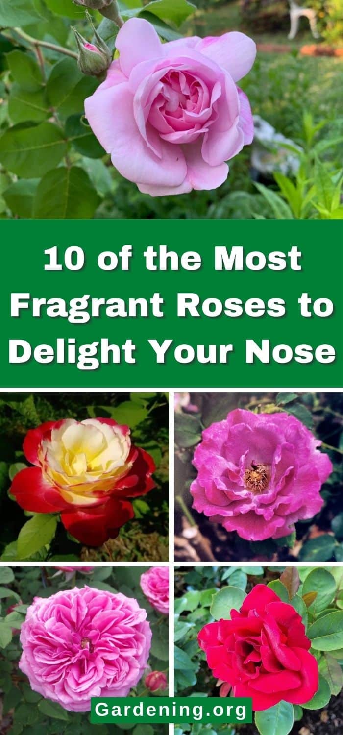 Tree Roses Fragrant 10 of the Most Delightfully Fragrant Roses You Can Grow - Gardening