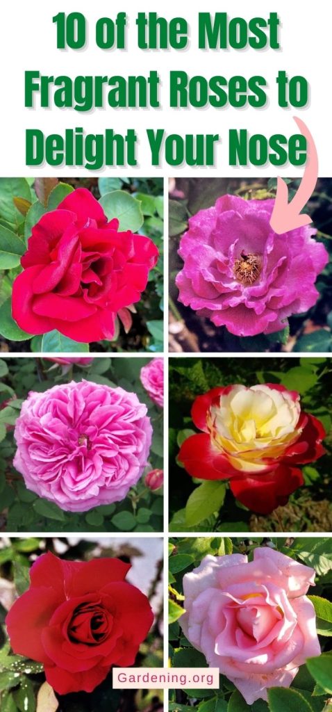 10 of the Most Fragrant Roses to Delight Your Nose pinterest image.
