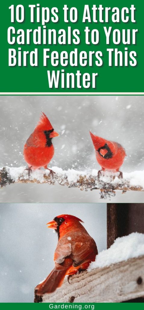 10 Tips to Attract Cardinals to Your Bird Feeders This Winter pinterest image.