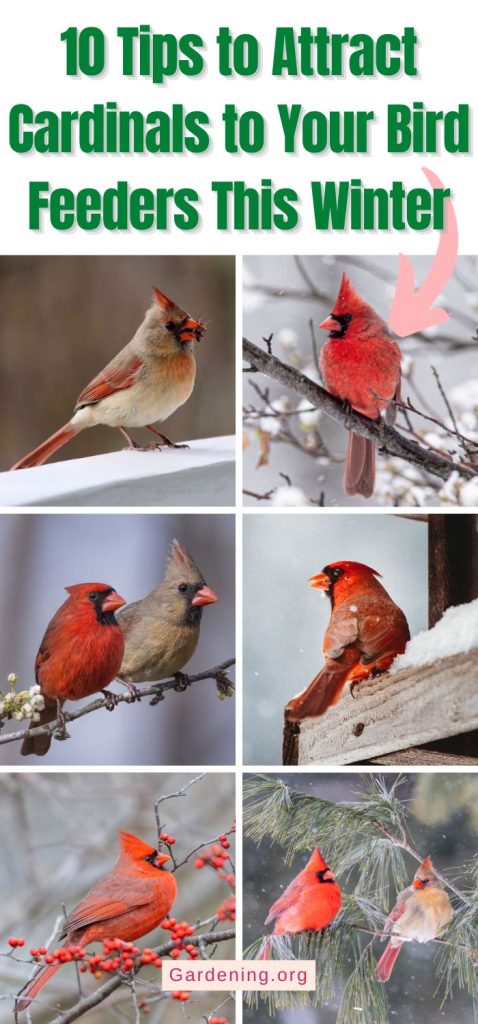10 Tips to Attract Cardinals to Your Bird Feeders This Winter pinterest image.